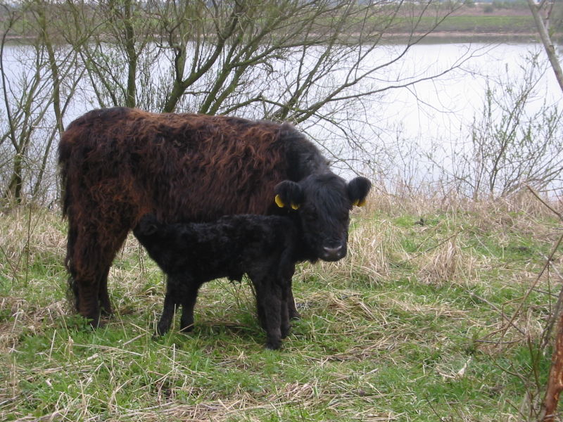 Fluffy Cow Breeds